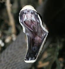 black mamba wikipedia.